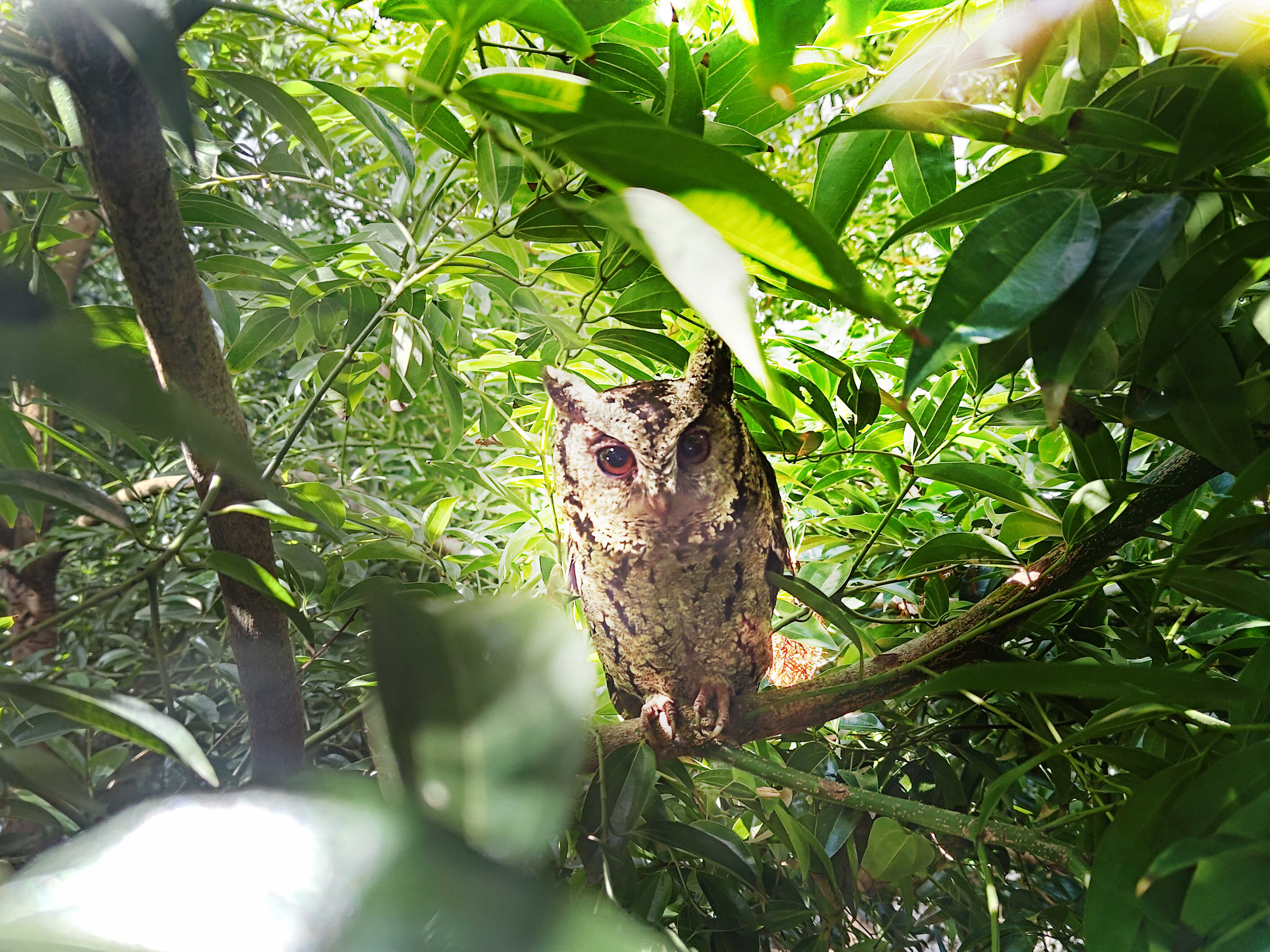 开云电竞致力提倡净零绿生活，16年以来在全球各厂区植树逾百万棵，造就各厂区树木蔚然成林，犹如森林工厂，成为许多生物的栖息地